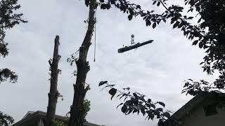 Neighbours Tree Company Ltd. - Dropmore Linden tree removal