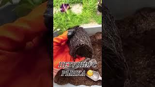 В этом году решила купить вегетативные петунии #петунии #цветы #петуния