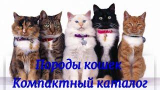 Породы кошек Компактный каталог Cat Breeds Compact catalog
