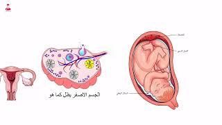 الدورة الشهرية || دورة الطمث (الحيض)