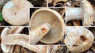 Fleischblasser Milchling, Falber Milchling, Blasser Milchling, Lactarius pallidus | Pilzportrait