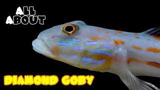 All About The Diamond Goby