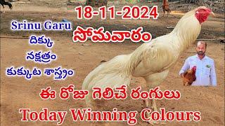 18 November 2024 Today Winning Colours#kukkutasastram  @SrinuGariFarms   @SrinuGaruSGF