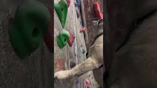 Pug climbing and autobelay adventure!