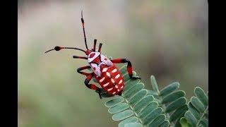 Fascinants Insectes (1/3) - Documentaire Animalier HD