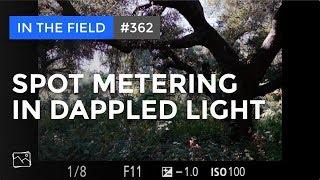 In The Field: How To Spot Meter In Dappled Light #362