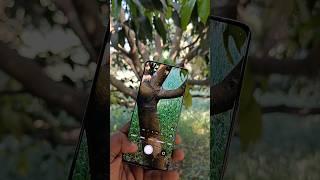 Realme 14 pro plus 5G series short video  Camera Test #shortsvideo #shorts