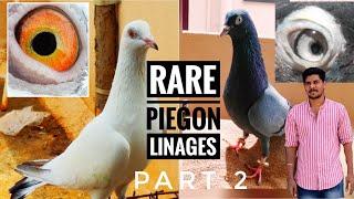 Rare Pigeon Linages | Pigeon Race | Part 2 | Tamil | Mani Eswaran | 017