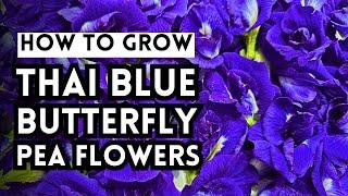 Thai Blue Butterfly Pea Flower: How To Grow From Seed & Magic Lemonade Recipe