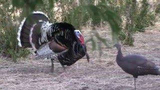 Gould's Turkey Hunting Video