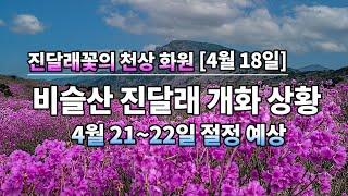 [진달래] 달성군 비슬산 진달래(참꽃) 개화 상황[4월 18일] / 4월 21~22일 절정 예상