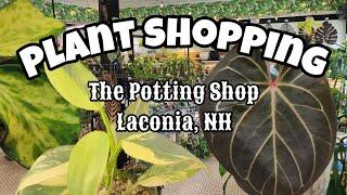 ALL THE RARE PLANTS!! ️ Plant Shopping at The Potting Shop  Monstera Albo, Rare Hoya + More!!