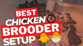 How to Set Up a Chicken Brooder   