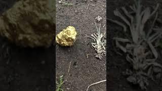Красивый золотой самородок
