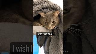 I wish I was a cat. No school, no work. Just meow meow. #shorts #cat #cats #catlover #cutecat
