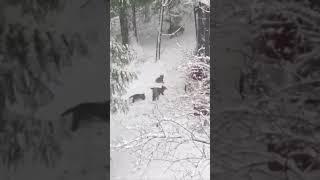 Лисята в Подмосковье                 #хорошеенастроение #funny #nature #fox