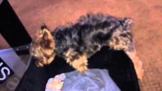 Yorkie humping his bed