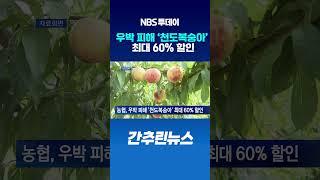 농협, 우박 피해 ‘천도복숭아’ 최대 60% 할인
