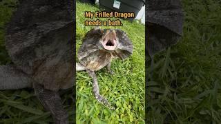 Frilled Dragon Bath #frillednecklizard #frilledlizard #frilleddragon #lizard #reptile #reptiles #fyp