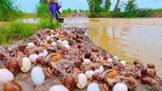 WOW! I collect a lot of snails and duck eggs on the bank of the canal during the rainy season