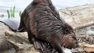 Ecosystems of California: Lundy Lake