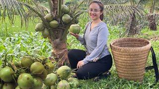 FULL VIDEO: 60 days of harvesting Siamese coconuts and lychees to sell at the market