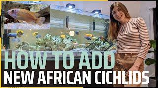 How to add African Cichlids to an established fish tank