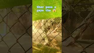 Sher pass a gaya tha  #lion #animals #sher #animalshorts #animaldeestimação #tiger #youtubeshorts