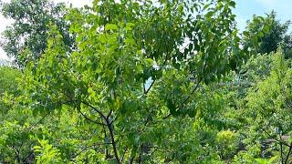 Visit to a organic sandalwood plantation