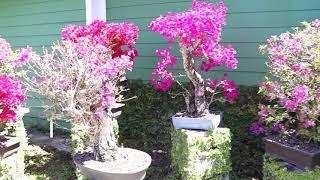 BONSAI PLANTS-PERFECT FOR RVS-WIGERT'S BONSAI NURSERY VISIT-FORT MYERS FL-EP13