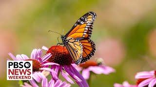 Monarch butterfly declared endangered amid declining numbers