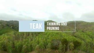 Teak Thinning and Pruning 2