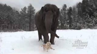 The Elephant Sanctuary | Tarra and Bella in the Snow