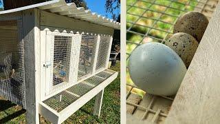 Easy Quail Cage With Egg Roll Out Tray