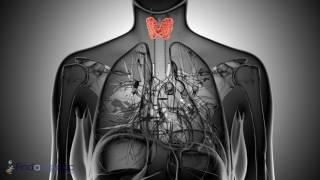 Common Causes of Thyroid Problems