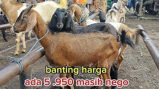 BANTING HARGA LAGI HARGA KAMBING DI SELASA PAING