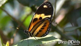 Eueides isabella dianasa - Isabella's Longwing (Heliconiini)