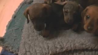 Miniature Dachshund Puppies