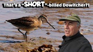 Shorebird Identification made EASY...well, easier.