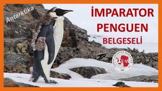 İmparator Penguen Belgeseli, Antarktika Kıtası 2023, Full HD (Emperor Penguin Wildlife Documentary)