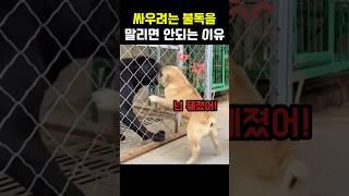 화난 댕댕이 싸움을 말리지 말아야 하는 이유 #댕댕이 #프렌치불독 #멍멍이 #개