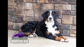 Who Is Mountain Dog Companion