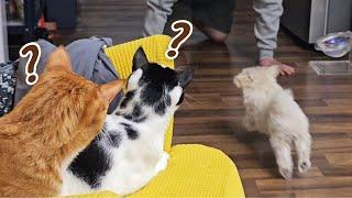 우리집에 놀러온 똥꼬발랄한 하룻강아지 돌봐주기