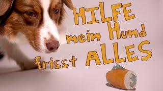 Hilfe! Mein Hund frisst alles vom Boden // Anti Giftköder Training mit dem Hund // hundplusherz