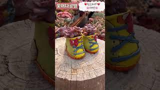 꽃이다공방 기요미 신발 콩분️ #다육식물 #수제화분 #다육화분 #다육이