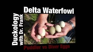 Duckology With Dr. Frank - Comparing Diver and Puddler Eggs