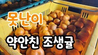 새콤달콤한 못난이 조생귤! 약안친 조생귤