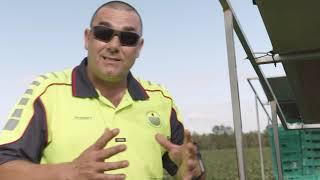 Strawberry Picking on the Largest Strawberry farm In Caboolture