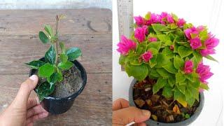 How to grow Bougainvillea plant | Bougainvillea plant propagation