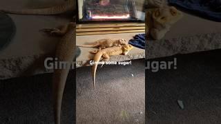 Beardie female bites male #beardeddragon #reptiles #beardie